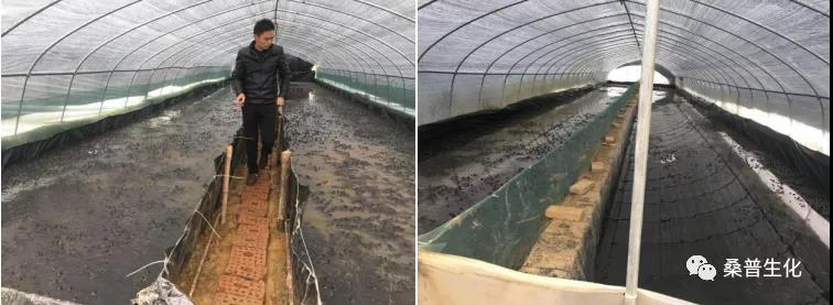 牛蛙养殖技术培训班2021,养殖牛蛙的方法和技术