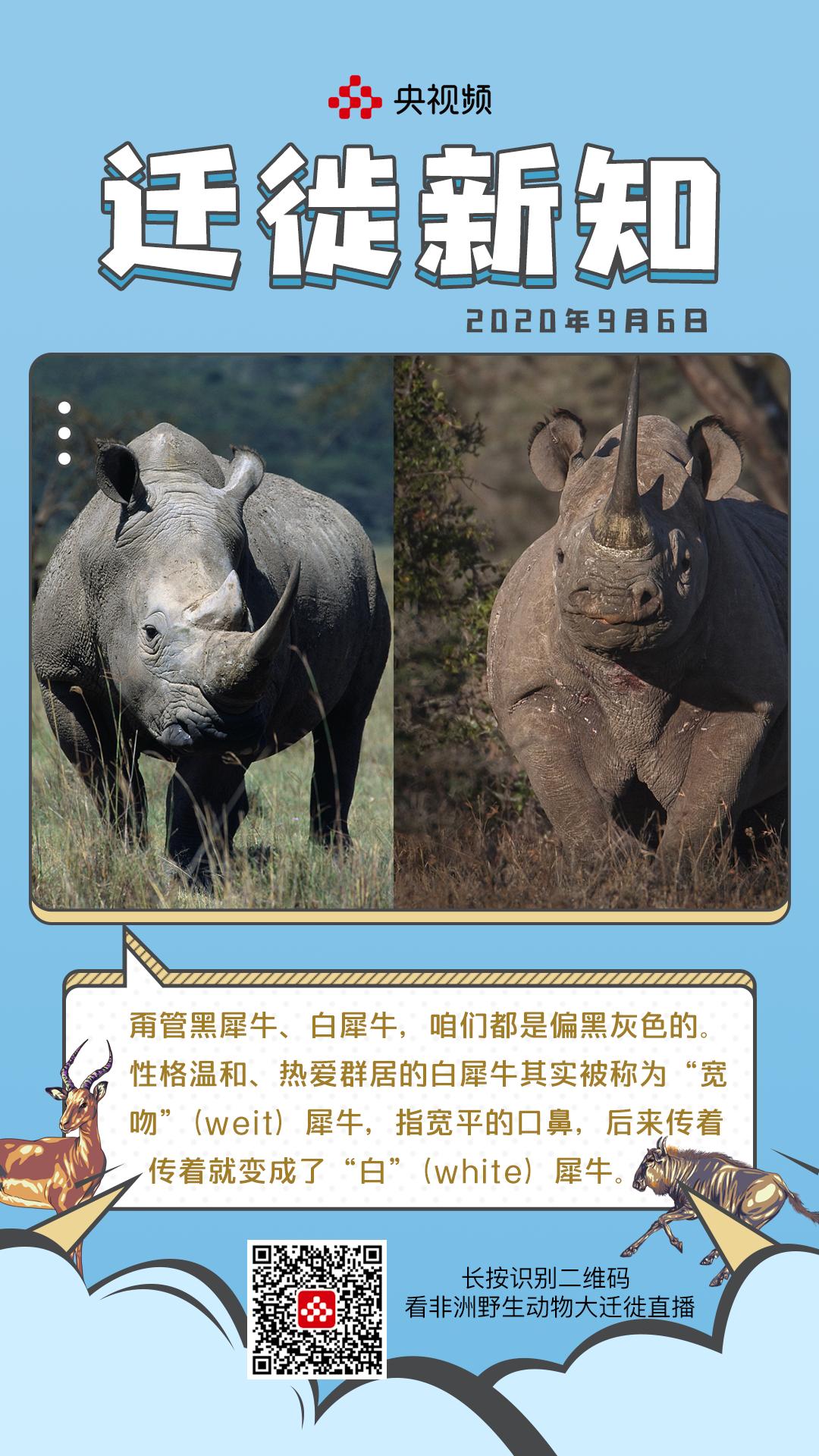 黑犀牛：我不黑，人家“白”着呢……