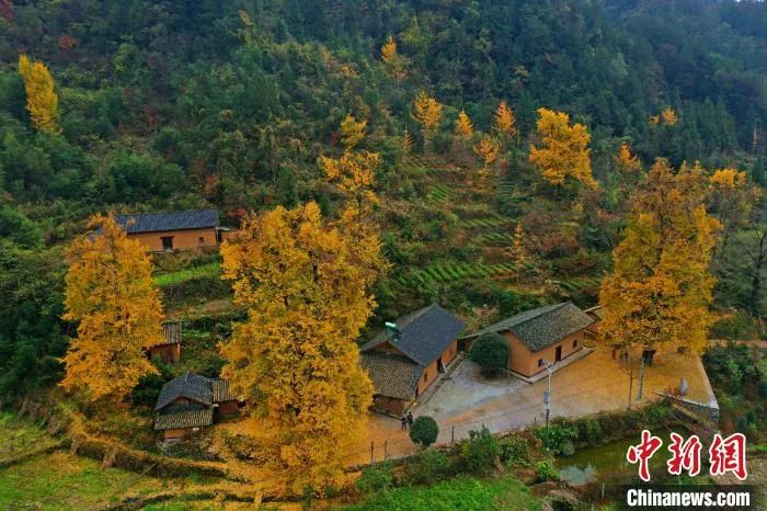 今日白露完整版歌,今日白露美句美文