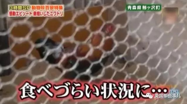 大爷养鸡为吃肉，但却不忍杀鸡。这背后秘密，莫名奇妙可爱