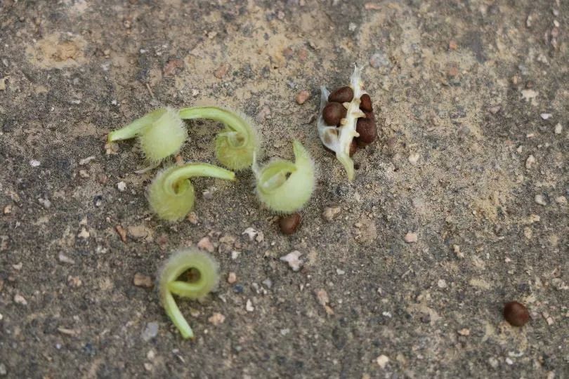欲染纤纤指——凤仙花丨花花万物