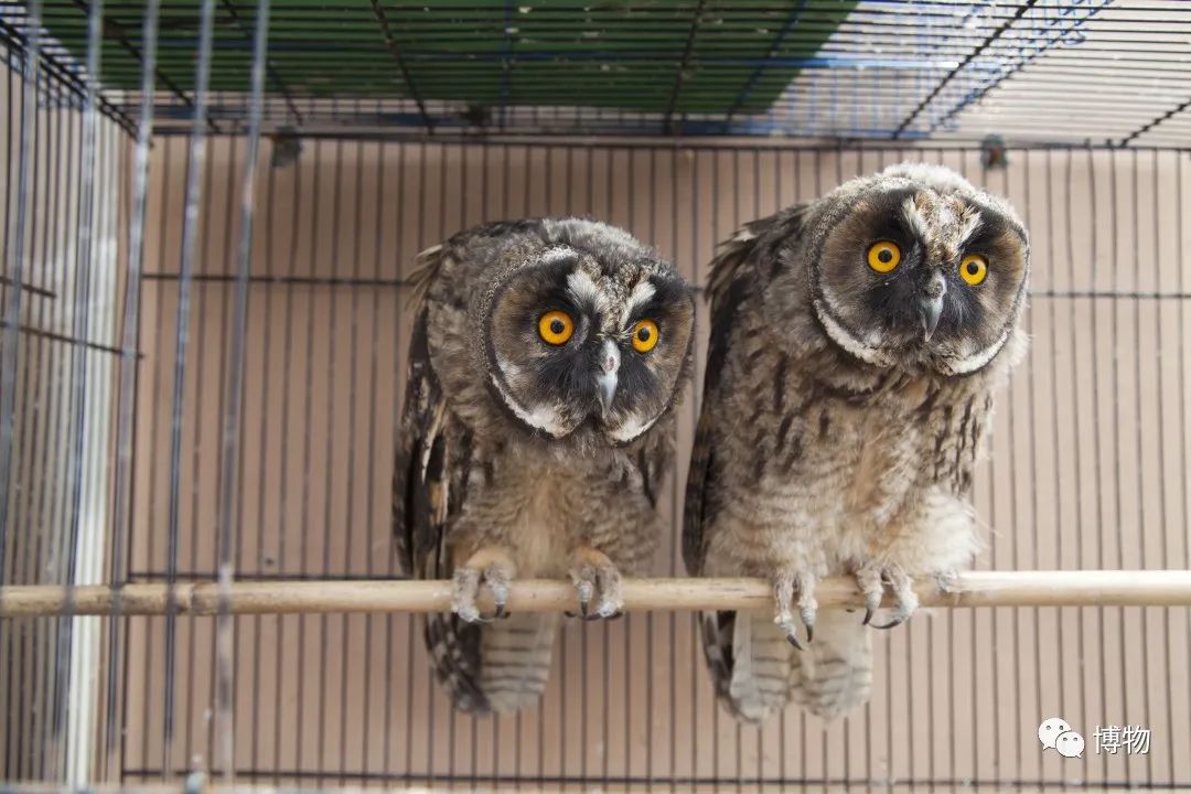 我死了又活了,我死了我的债务怎么办