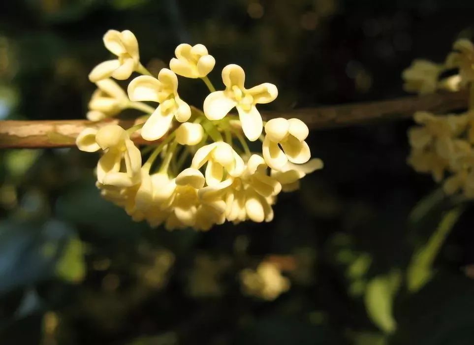 南京江宁赏秋,秋分时间景色图