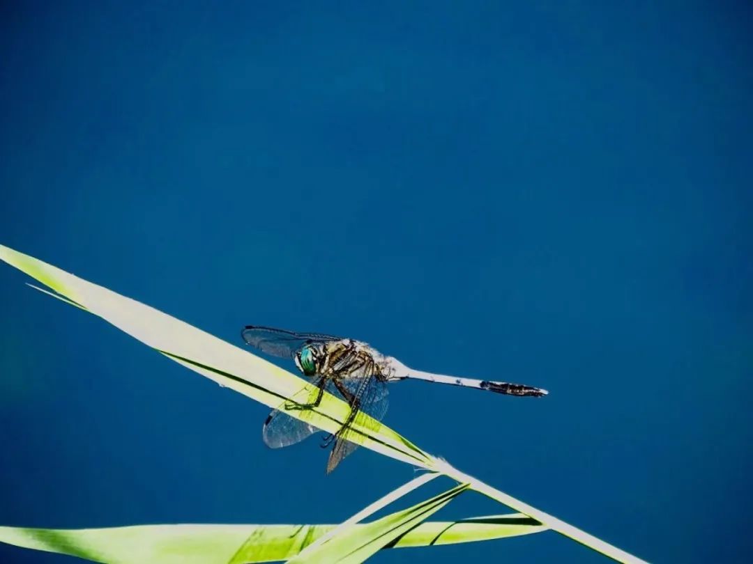 一场秋雨一场寒从秋分开始吗,二十四节气秋分一场秋雨一场寒