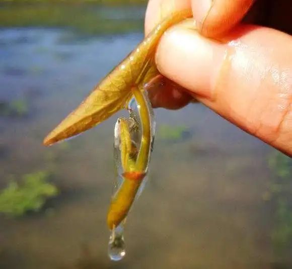 收藏！四川十二月月月hei惊艳