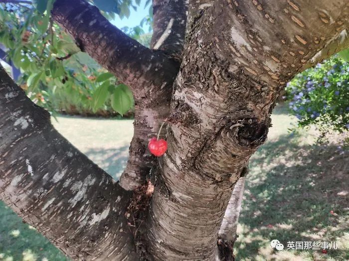 猫头鹰没有眼睛能说话吗,猫头鹰没眼皮