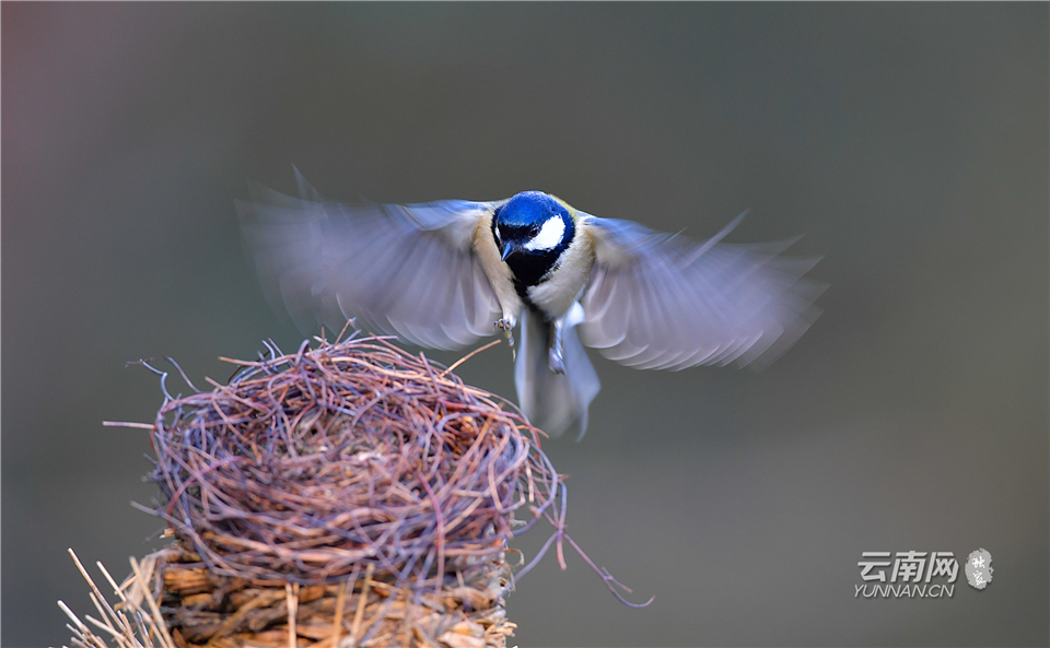 昆明金殿景色,云南昆明金殿公园绝美照片
