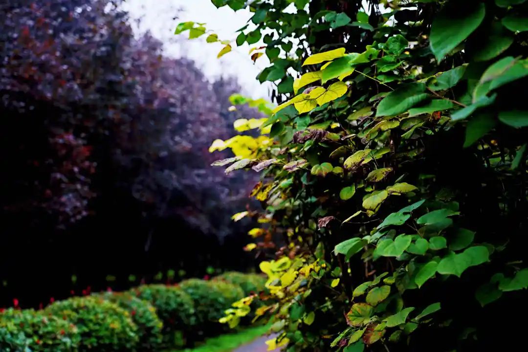 秋光如画，让我们一起“点亮”阎良的诗意秋凉~