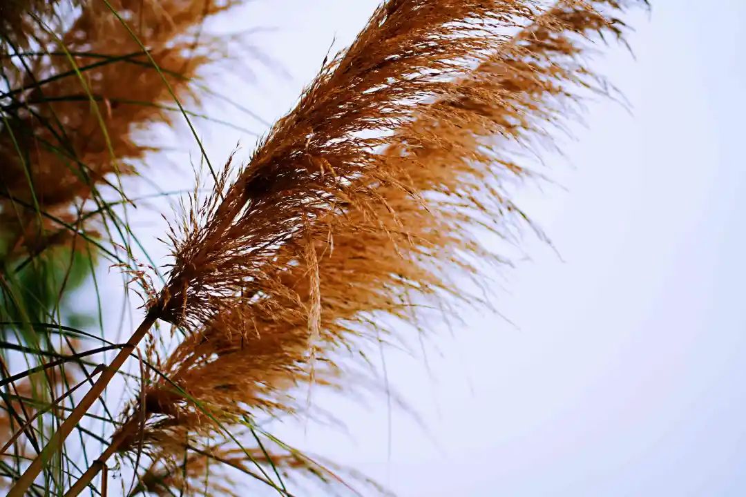 秋光如画，让我们一起“点亮”阎良的诗意秋凉~