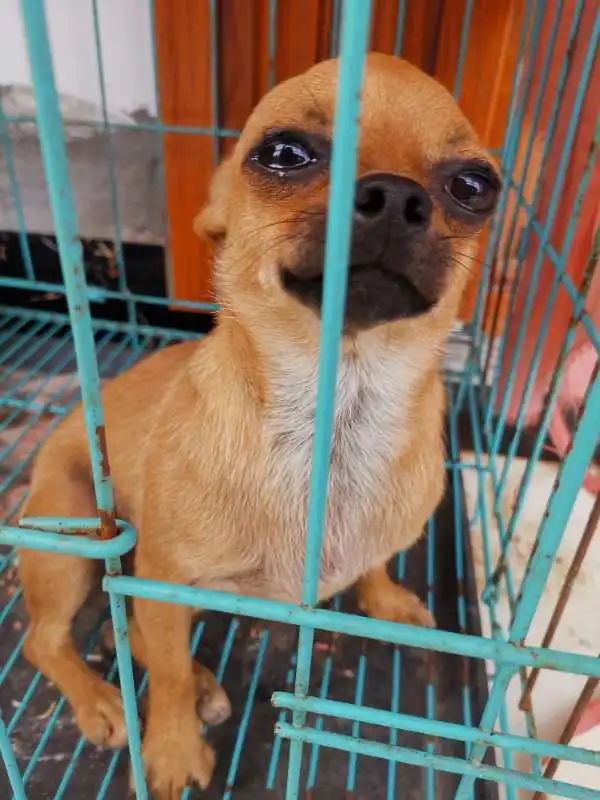 “似乎它从来都没有真正离开过”：和宠物告别的25个时刻