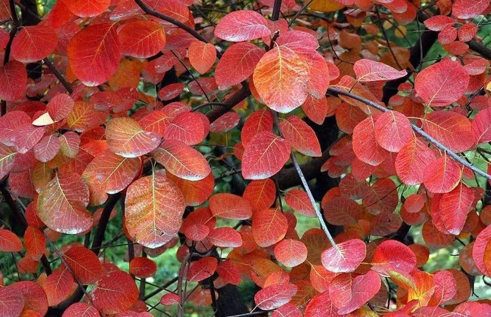 传说中的枫叶,传说中的光雾山红叶