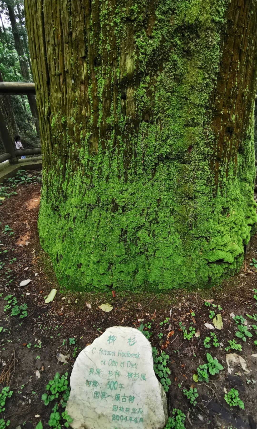武汉人自驾游住哪里,武汉人自驾游住哪里好