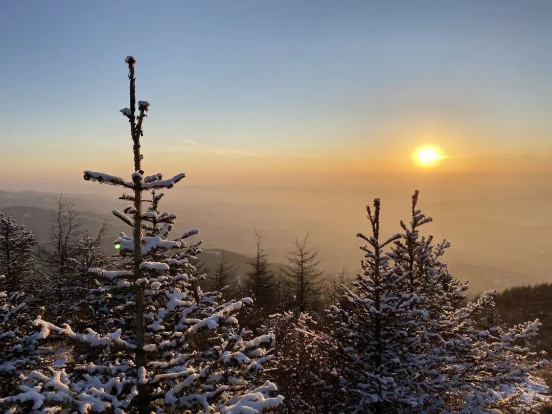 非法野生动物判刑数罪并罚,非法经营野生动物案处决