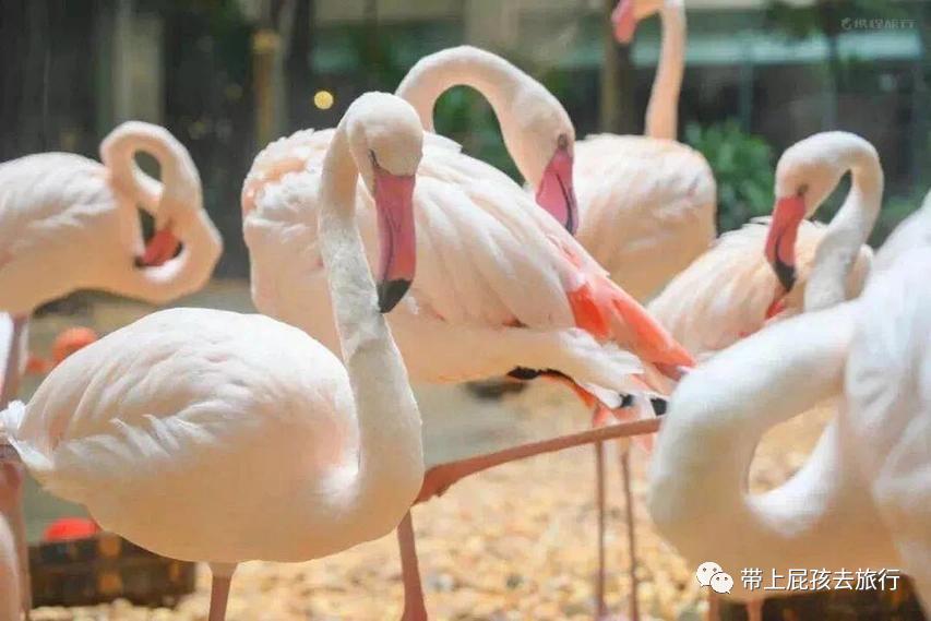 长隆选哪个酒店,广州长隆怎么选酒店