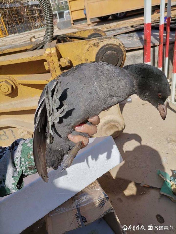 找记者·上壹点｜国家二级保护动物白骨顶鸡被困工地！咋办？