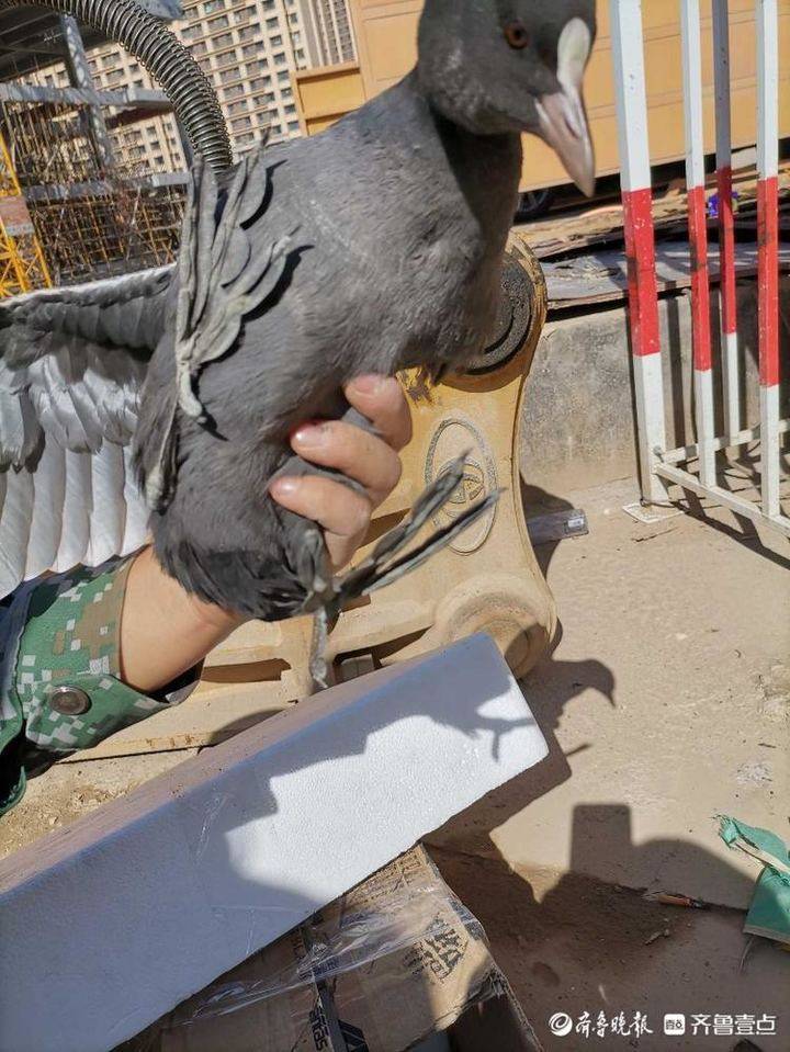 找记者·上壹点｜国家二级保护动物白骨顶鸡被困工地！咋办？