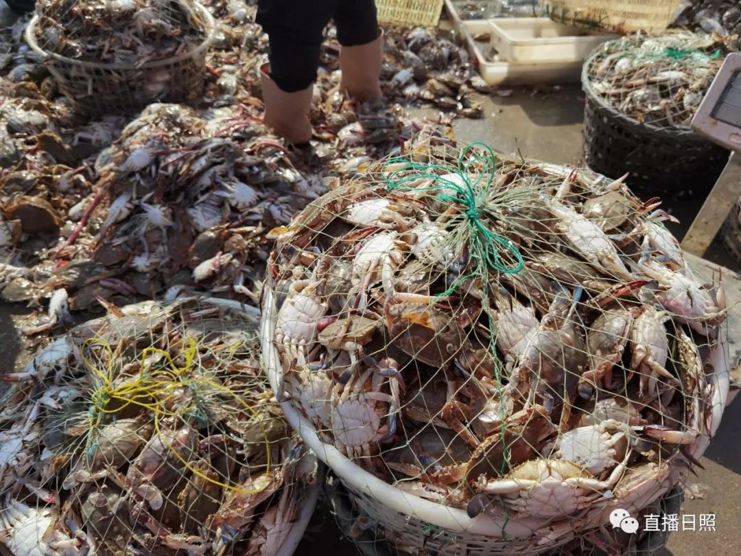 螃蟹5元一斤,日照海鲜螃蟹多少钱