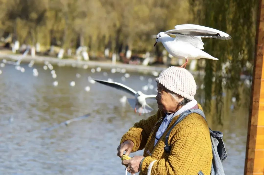 昆明春城秀图片,昆明正宗春城秀