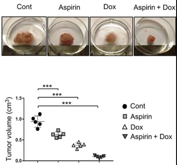 《科学》子刊：阿司匹林抗癌新技能！科学家发现，阿司匹林能阻止癌干细胞搭建外排化药的通道，增强化疗药物*伤杀**力丨科学大发现