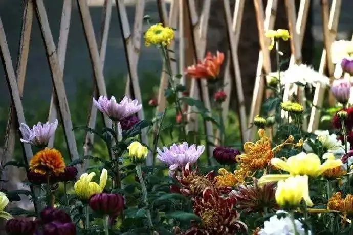 重阳关爱老人暖人心,重阳节陪伴是最好的孝心