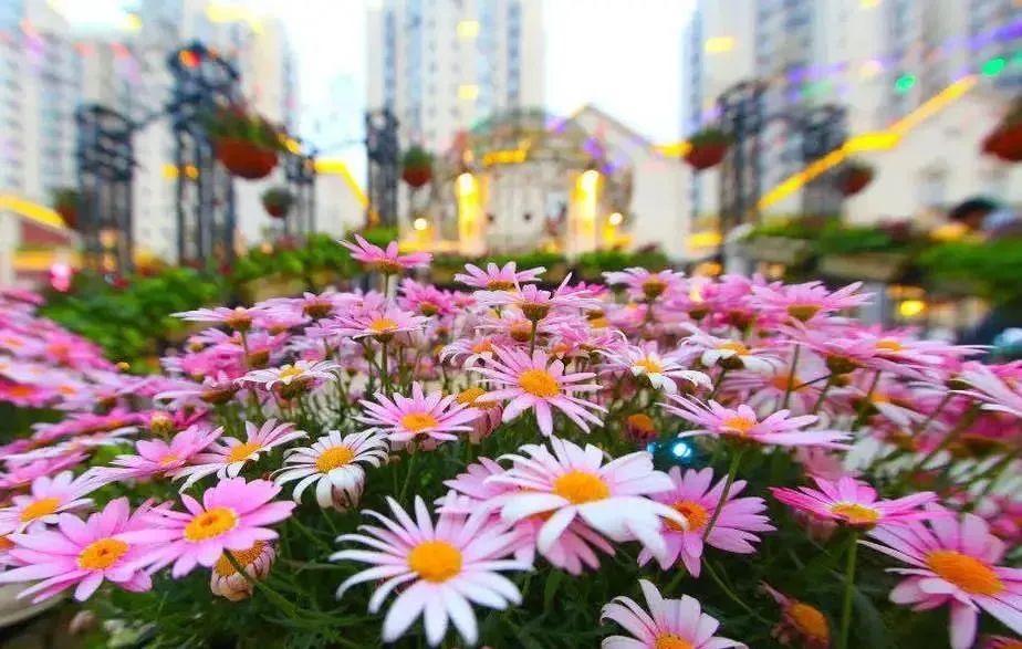 盐城发色,盐城代表颜色