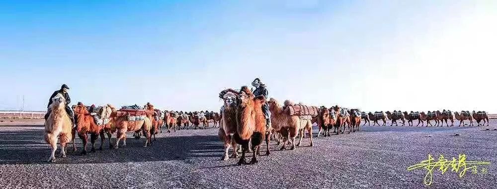 额济纳旗骆驼节,额济纳旗第三届骆驼那达慕