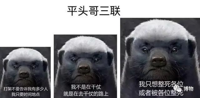 大蟒蛇跟蜜獾,蜜獾捕食大蟒蛇