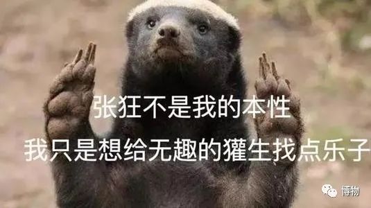 大蟒蛇跟蜜獾,蜜獾捕食大蟒蛇