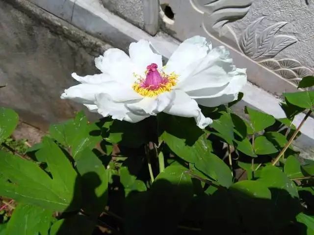 潮玩展昆明,潮玩云南