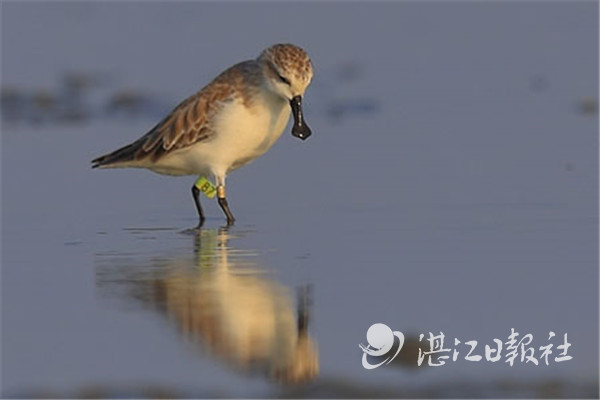 萌宝可爱卡通勺子直播,萌娃小勺子