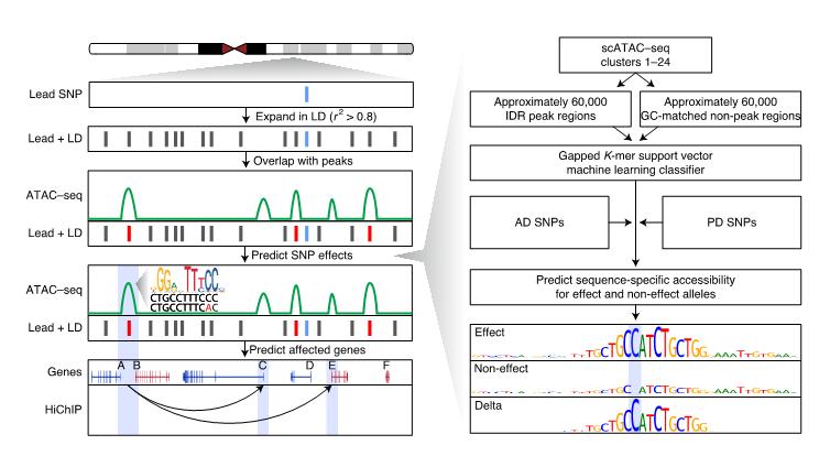 「长文解读」NatGenet︱阿尔茨海默症和帕金森病的单核苷酸多态性研究,揭示两种疾病的遗传风险位点的变异