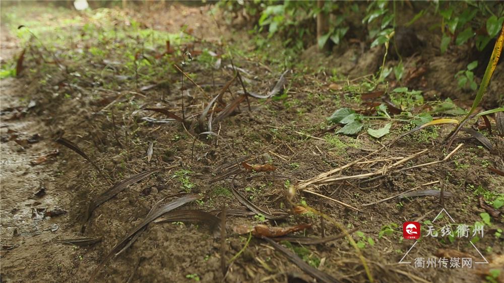 衢州传媒在线直播,衢州传媒网最新直播