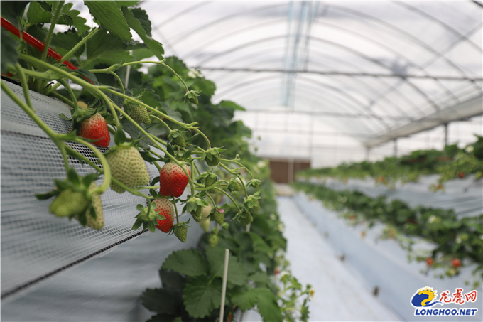历城草莓种植技术,溧水洪蓝果园