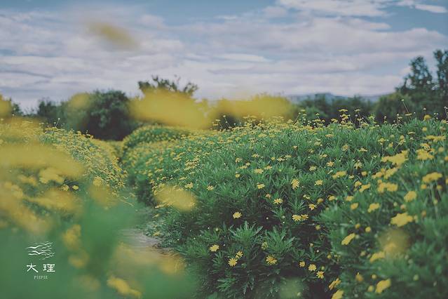 长沙自驾去大理多少钱,生活需要惊喜自驾直奔大理