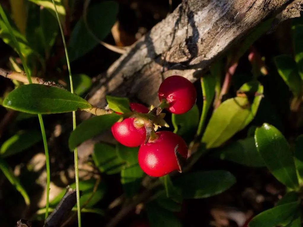 推荐一下你们用过的最好的祛斑霜,公认十大最好的祛斑霜