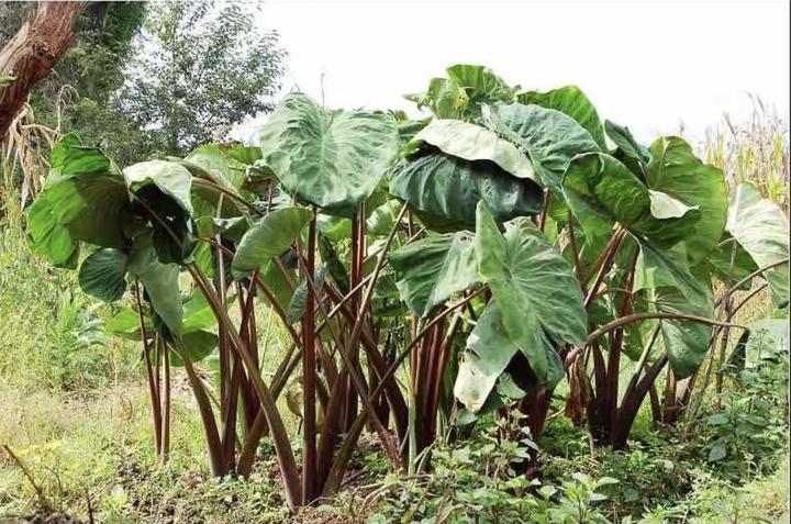 台州男子吃了两口生的“野芋头”，嘴肿成香肠！医生：那是滴水观音啊