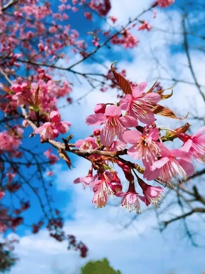 昆明春城风光秀,昆明春城秀小视频