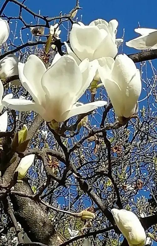 昆明春城风光秀,昆明春城秀小视频