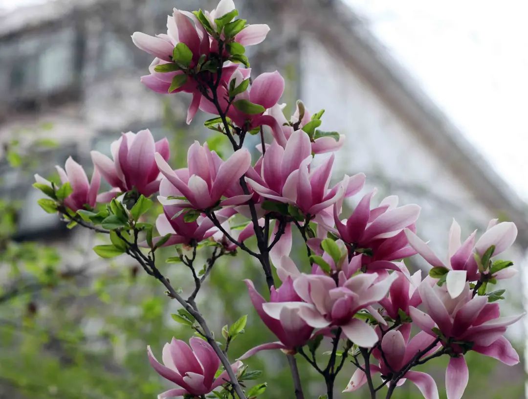 昆明春城风光秀,昆明春城秀小视频