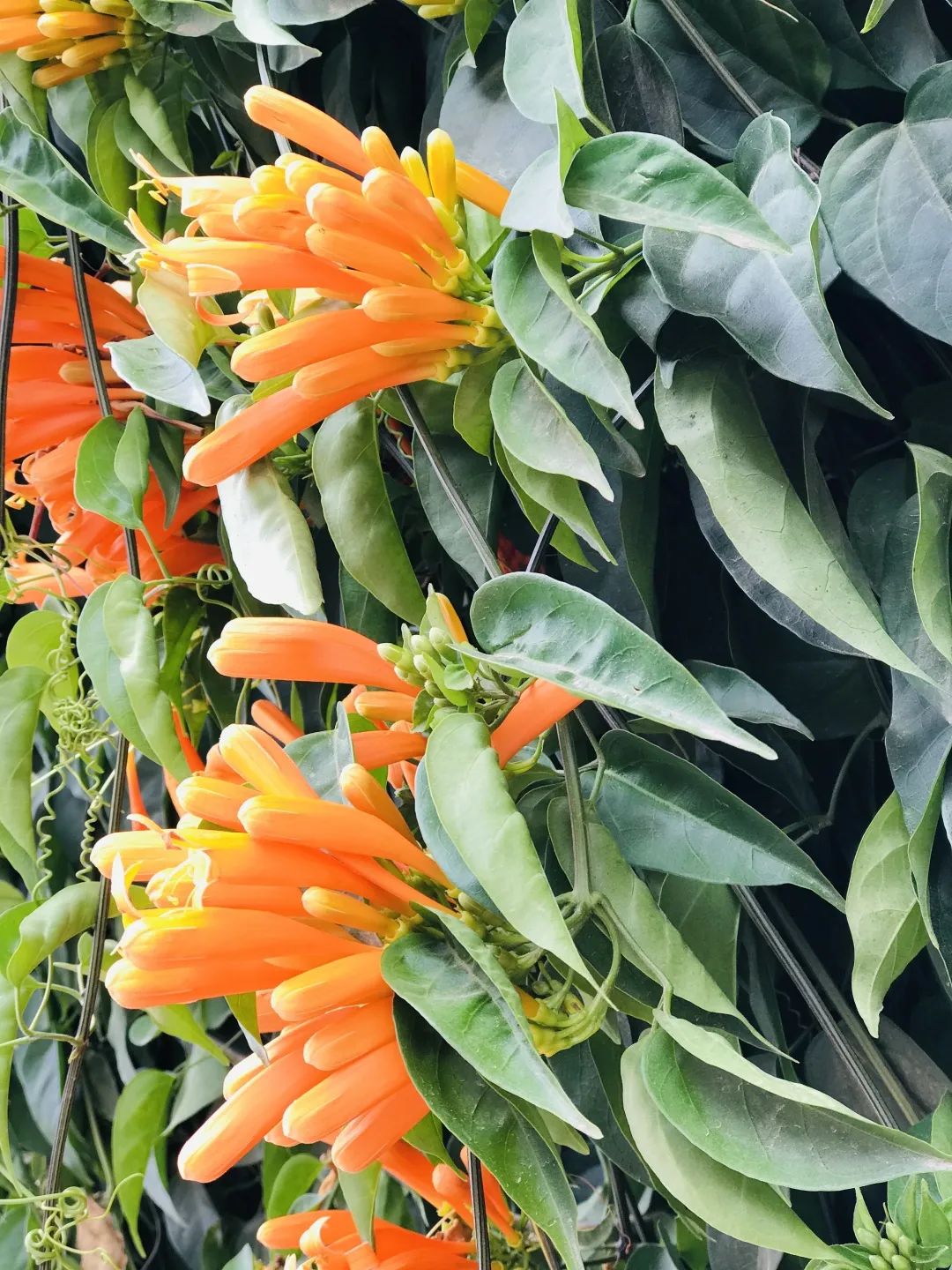 昆明春城风光秀,昆明春城秀小视频