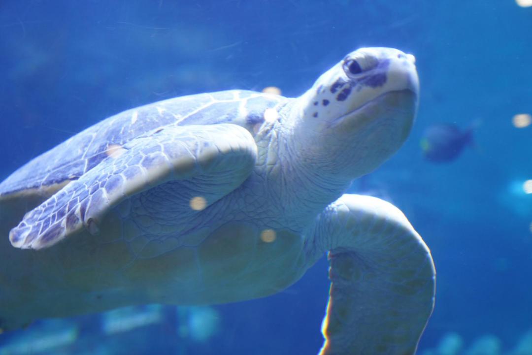 关于海龟生活习性的资料,海龟有时会干什么有什么特征