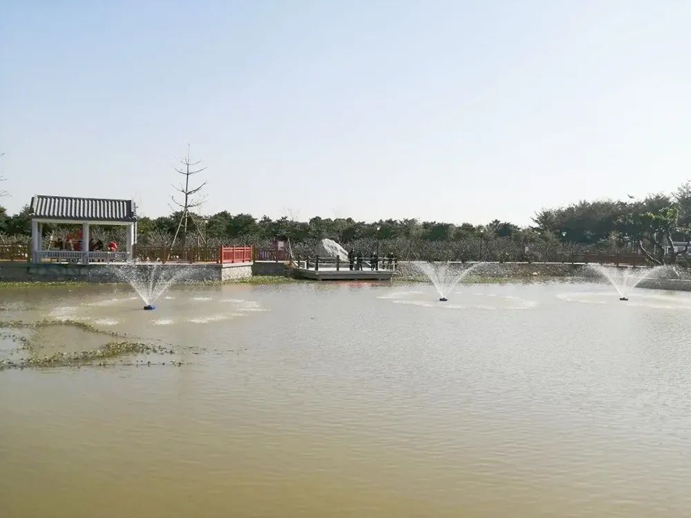 东凤公园最新通知,东凤公园今天最新视频