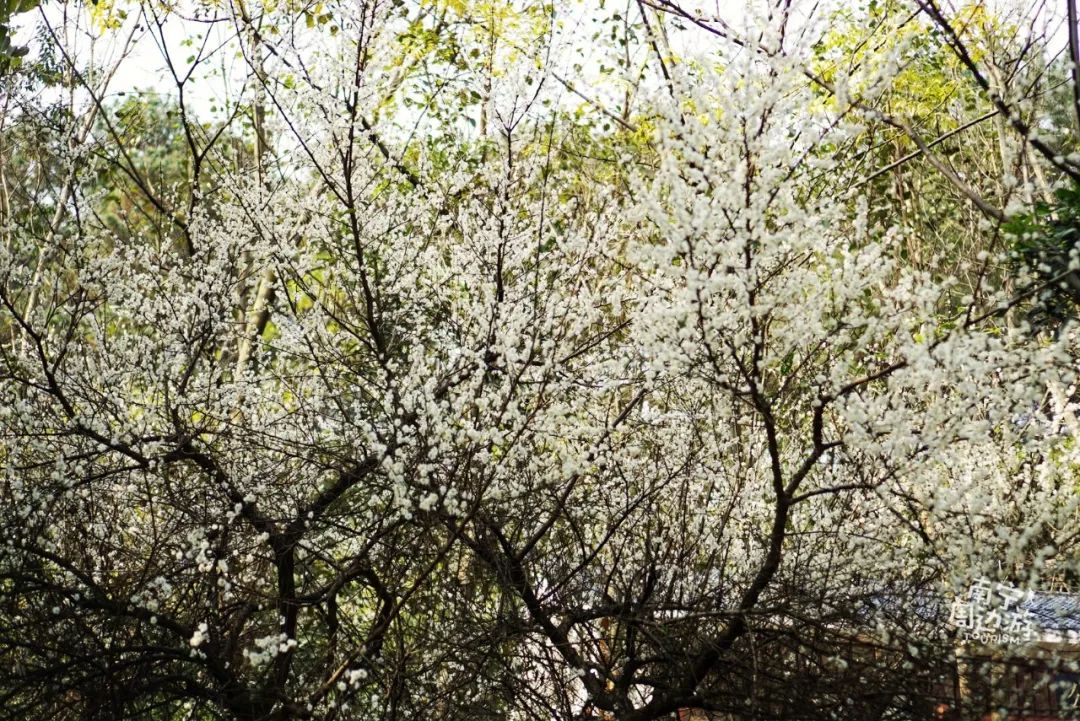 南宁赏花2022,赏花攻略南宁