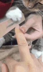 男的接吻为什么总要摸胸啊？（穹妹兔女郎紫色皮肤）