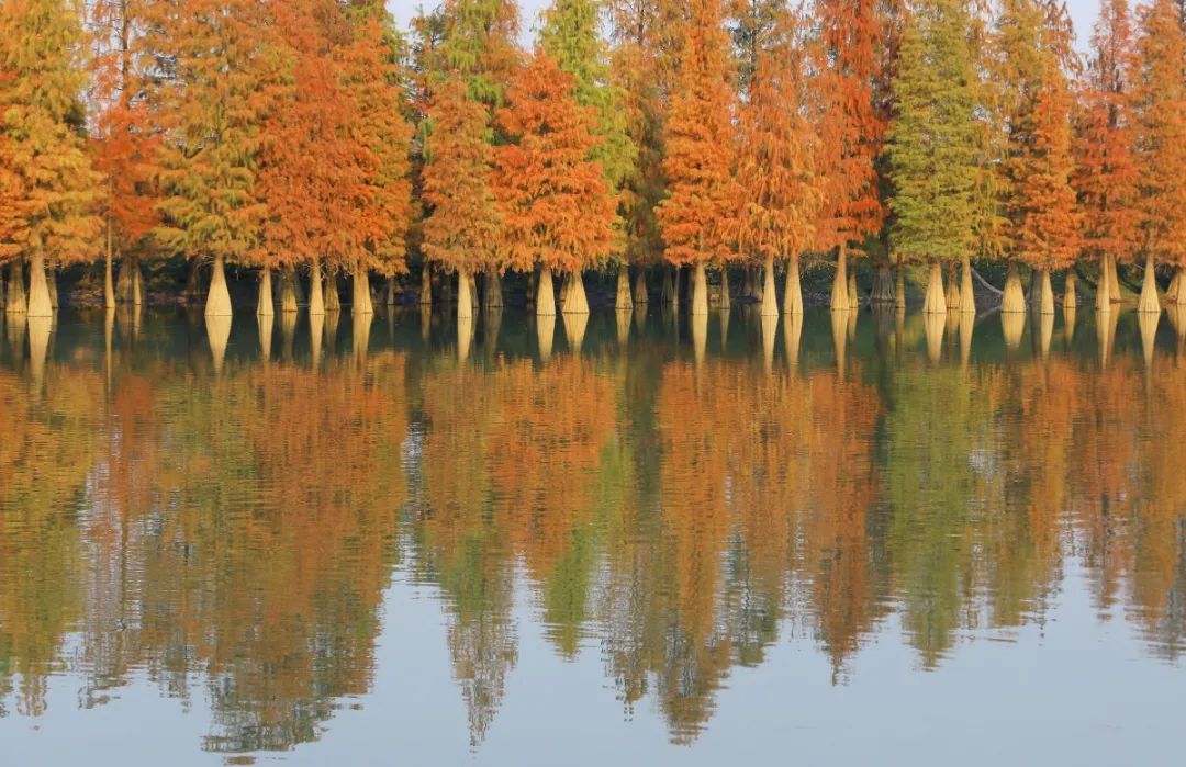 1月最美的佛山藏在这里!全部免费赏!