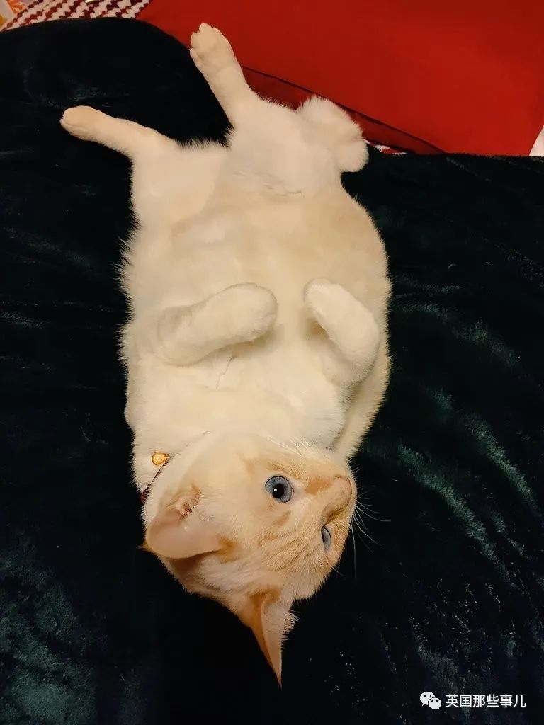 捡到小奶猫变身成男神,捡回来的小奶猫