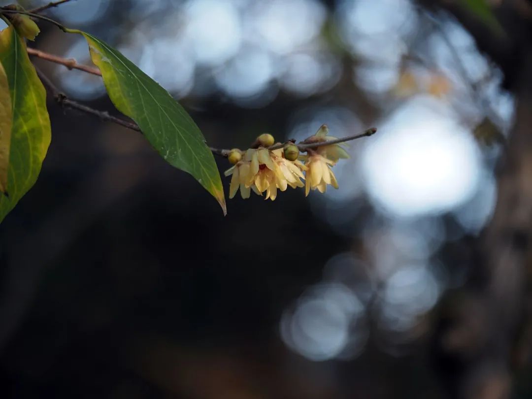 外形骚气还能干活的微单相机奥林巴斯E-M10MarkIV