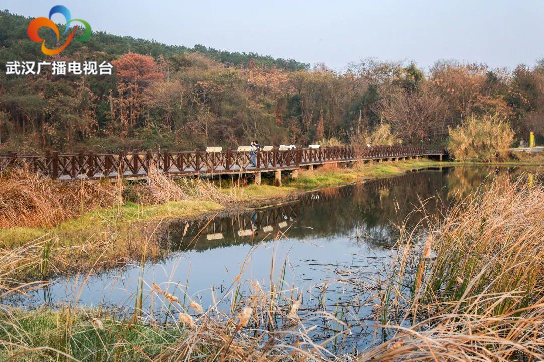 武汉百湖之城全景,武汉第一湿地公园