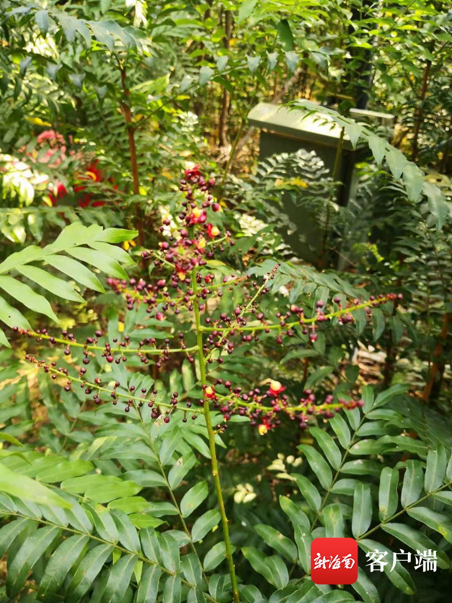 海南稀有物种有哪些,海南濒危植物