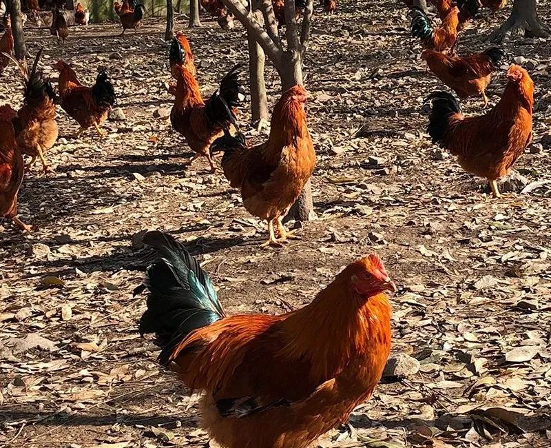 所有人新年快乐万事顺遂平安喜乐,所有人新年快乐万事顺遂财源滚滚
